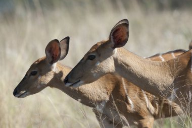 Nyala animals of South Africa clipart