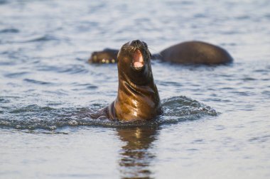 Deniz aslanları Patagonia, sahilde