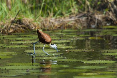 African Jacana bird on marsh clipart