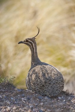 Tinamou kuş doğada, La Pampa, Argentina