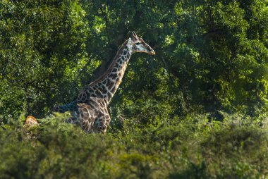 South African Giraffe at nature clipart