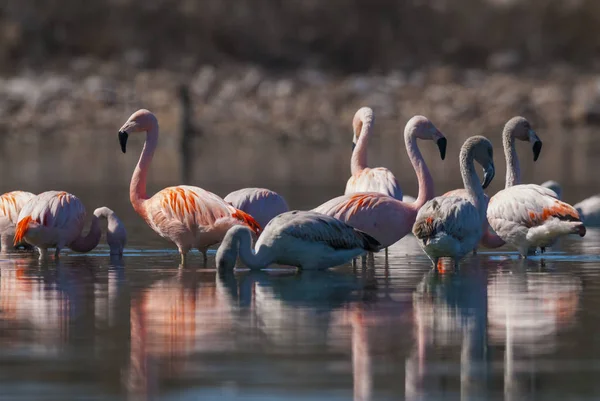 Flamingos Feeding Low Tide Peninsula Valdes Patagonia Argentina — Stock Photo, Image