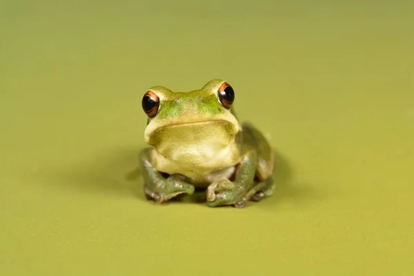 潘帕斯草原 阿根廷 洛杉矶 绿色青蛙关闭视图 — 图库照片