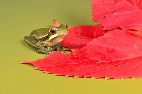 Vue Rapprochée Grenouille Verte Pampa Argentine — Photo