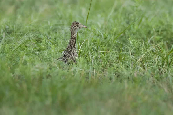 Spotted Kusacze Ptaków Przyrodzie Pampas Argentyna — Zdjęcie stockowe