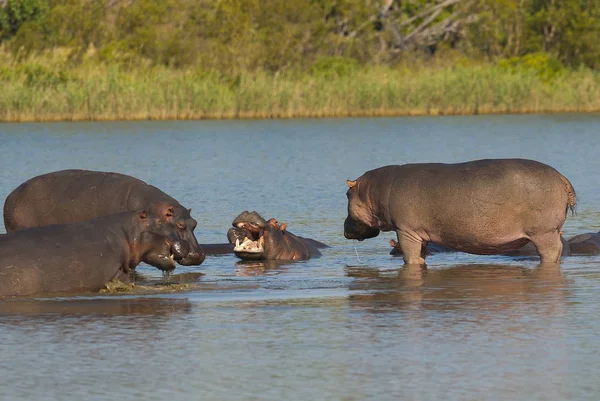 Nijlpaarden Wilde Natuur Zuid Afrika — Stockfoto