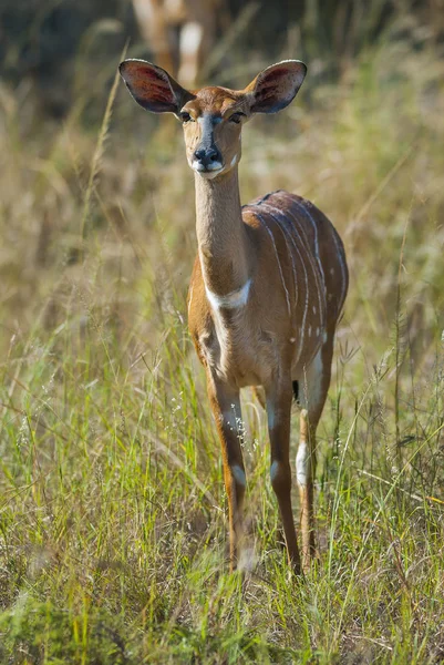 Nyala Animal África Sul — Fotografia de Stock