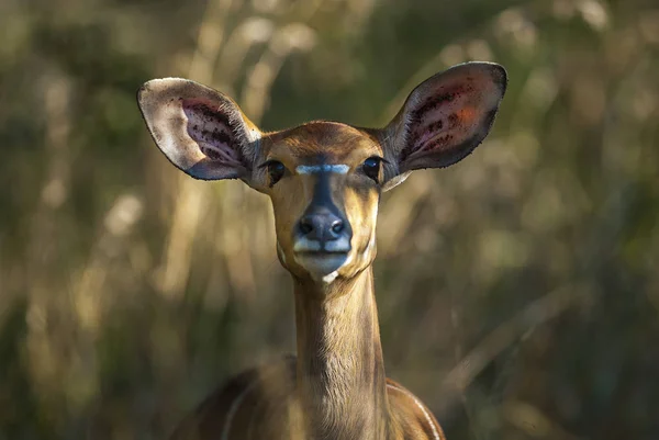 南非的尼亚拉动物 — 图库照片