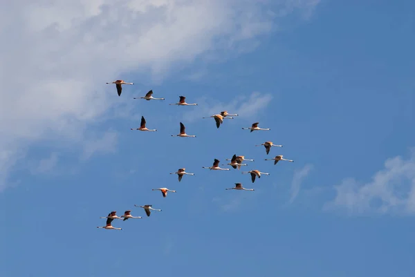 Flamingók Repülés Ellen Blue Sky — Stock Fotó