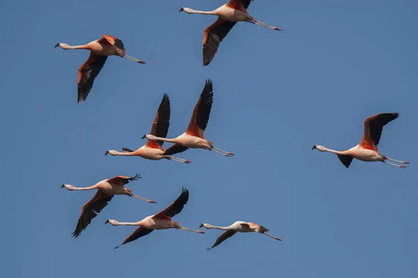 Flamingos in flight against blue sky