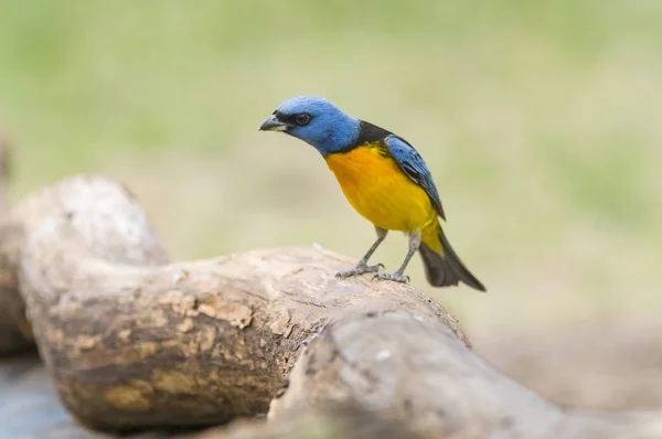 Сине Жёлтая Танагровая Птица — стоковое фото