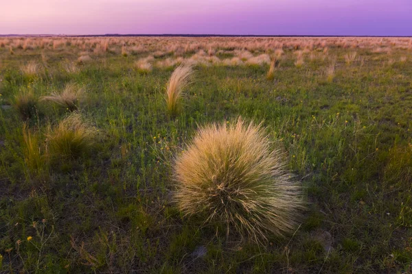 Pampaslandschaft Von Patagonien Argentinien — Stockfoto