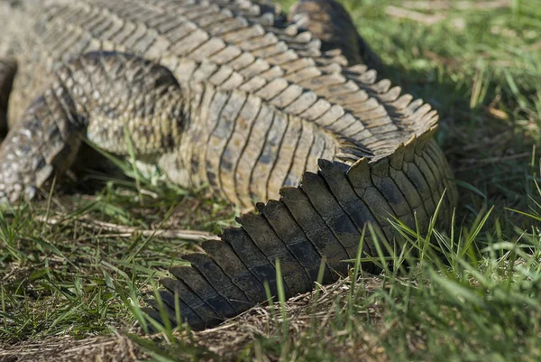 Crocodilo Nilo Perto — Fotografia de Stock