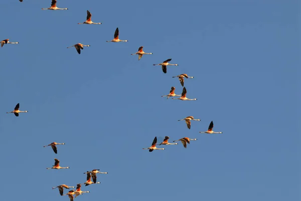 青空飛行フラミンゴ — ストック写真