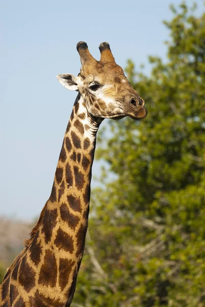 Dél Afrikai Zsiráf Természet — Stock Fotó