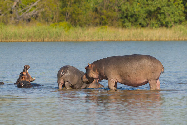 Hippos in wild nature, South Africa