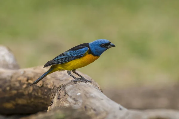 파란색 노란색 Tanager — 스톡 사진