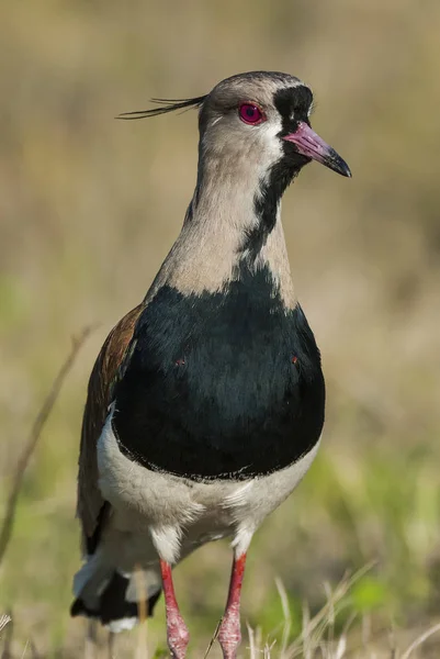 Güney Kız Kuşu Kuş Vanellus Chilensis — Stok fotoğraf