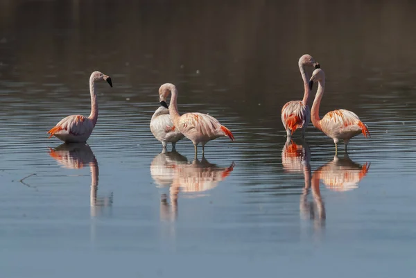 Flamingos Rosa Pântano — Fotografia de Stock