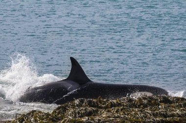 Katil balina balık Patagonia, Arjantin