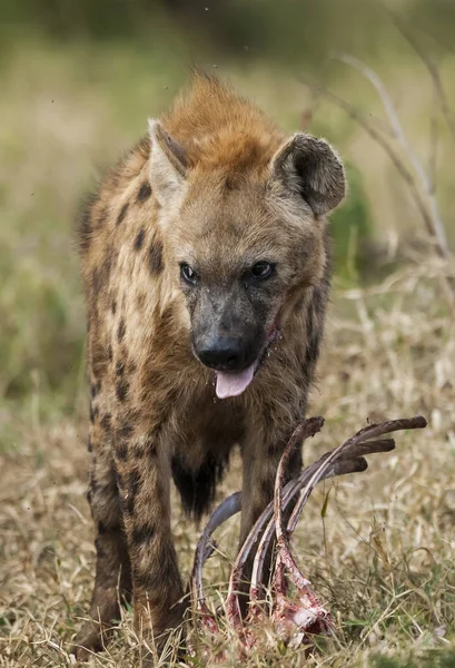 Hyena Divoké Přírody Jižní Afriky — Stock fotografie