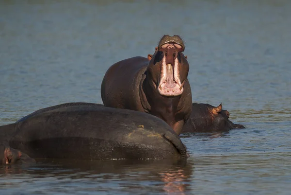 Flusspferde Freier Natur Südafrika — Stockfoto