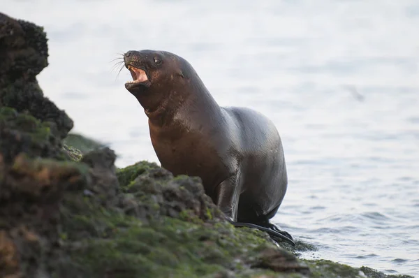 Zeeleeuw Baby Patagonië Argentinië — Stockfoto