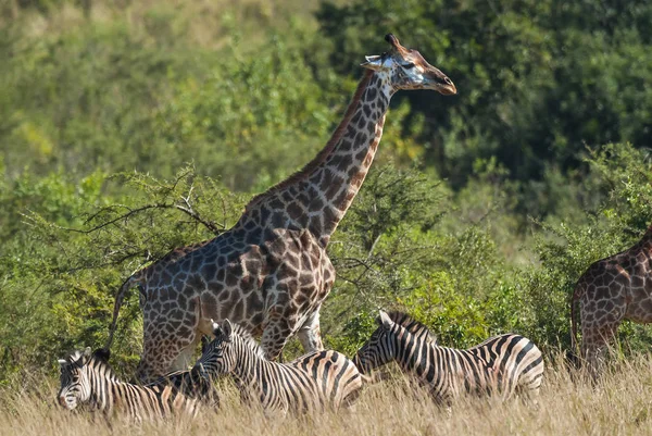 Jirafa Naturaleza Salvaje Sudáfrica — Foto de Stock