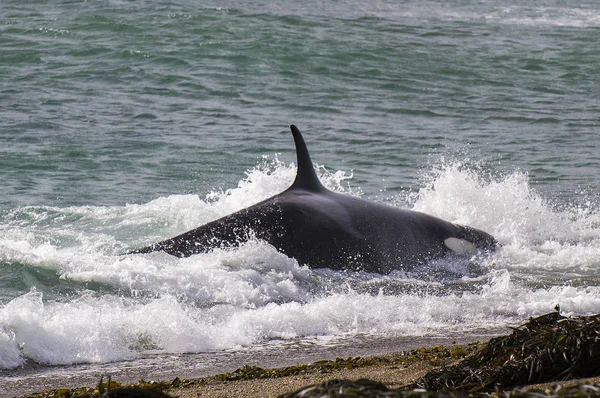 Orca Fish Patagonia Argentina — Fotografia de Stock