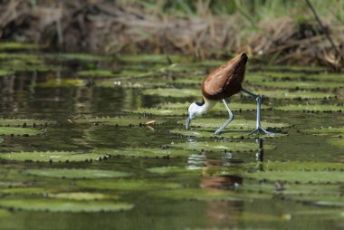 Doğa Afrika Jasana kuş