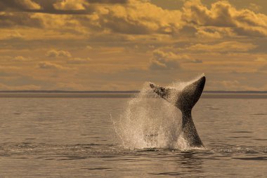 Whale in Atlantic ocean at Patagonia Argentina clipart