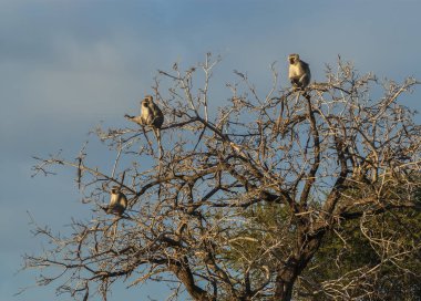 Babun maymunlar, Güney Afrika