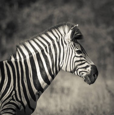 Güney, Afrika vahşi doğada yaygın Zebra
