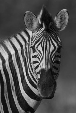 Güney, Afrika vahşi doğada yaygın Zebra