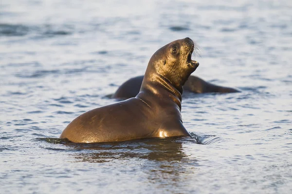 Sea Lion Baby Патагония Аргентина — стоковое фото