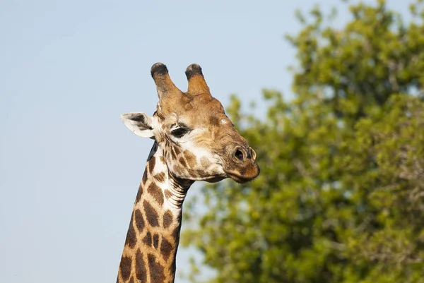 Zsiráf Vad Természet Dél Afrikai Köztársaság — Stock Fotó