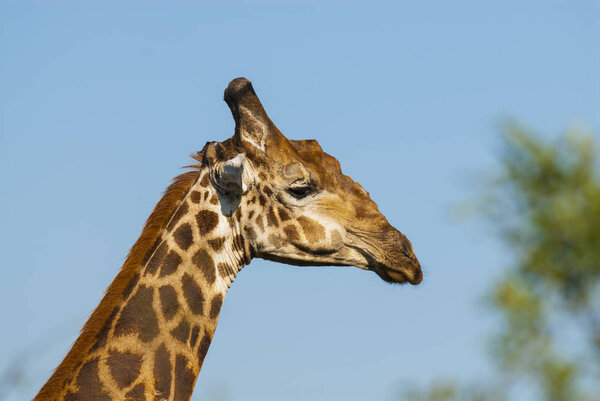 Giraffe in wild nature of South Africa