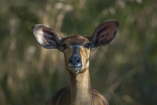 Cervo Rosso Pampa Argentina Parque Luro Riserva Naturale — Foto Stock