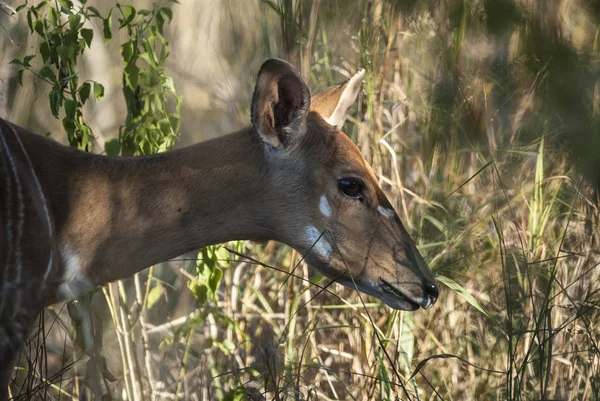 Red Deer Pampa Argentina Parque Luro Nature Reserve — Stock Photo, Image