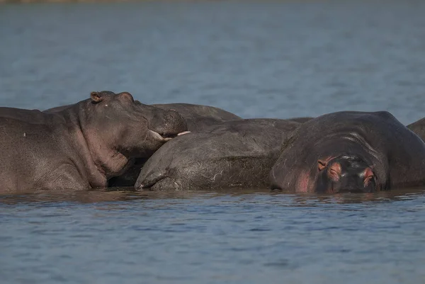 Nijlpaarden Wilde Natuur Zuid Afrika — Stockfoto