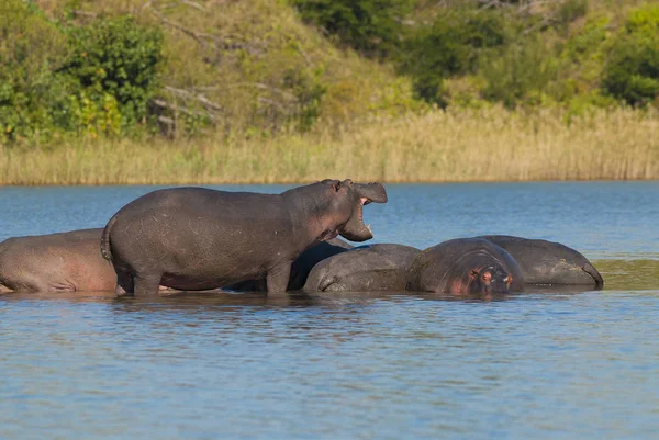 Hipopótamos Naturaleza Salvaje Sudáfrica — Foto de Stock