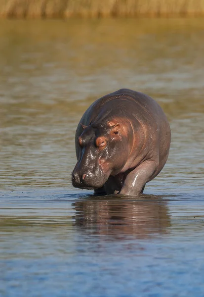 Flodhäst Vilda Naturen Sydafrika — Stockfoto