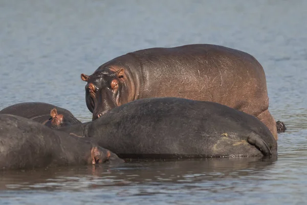 Гіпопотами Дикої Природи Південно Африканська Республіка — стокове фото