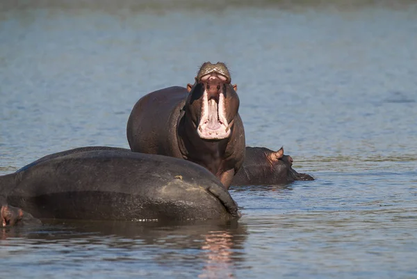 Hipopótamos Naturaleza Salvaje Sudáfrica —  Fotos de Stock
