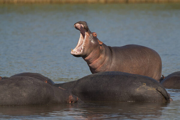 Hippos in wild nature, South Africa