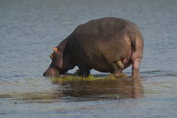 Hippo Dans Nature Sauvage Afrique Sud — Photo