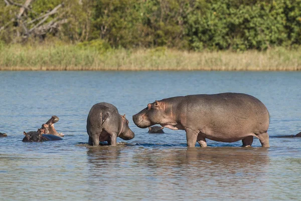 Hipopótamo Parque Nacional Kruger África —  Fotos de Stock