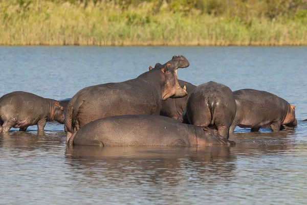 Hippos Natureza Selvagem África Sul — Fotografia de Stock