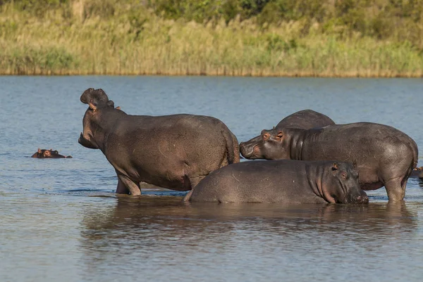 Vízilovak Vad Természet Dél Afrikai Köztársaság — Stock Fotó