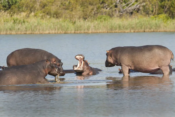 Flodhästar Vilda Naturen Sydafrika — Stockfoto